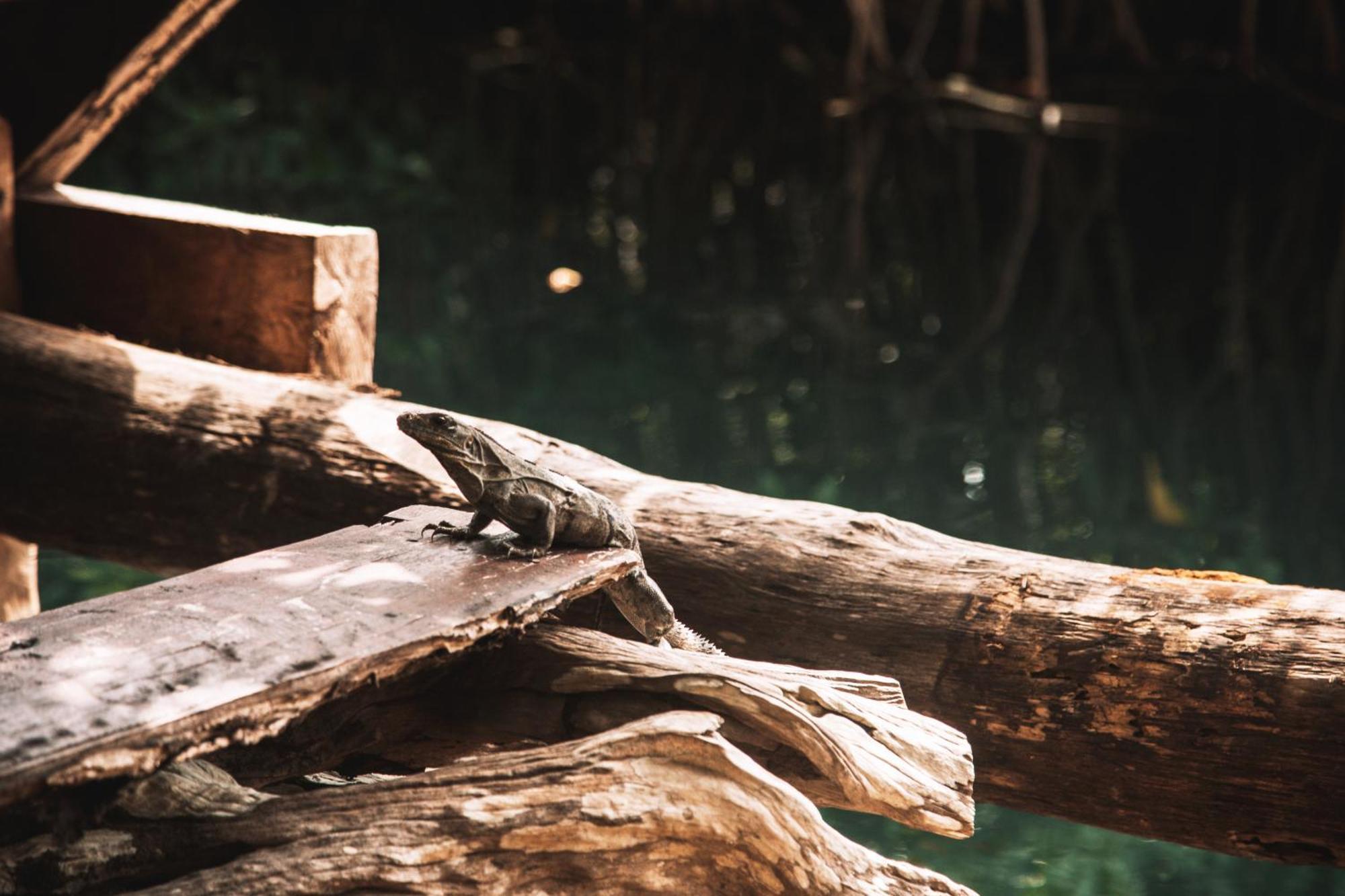Uman Glamping&Cenote Tulum Hotel Exterior foto